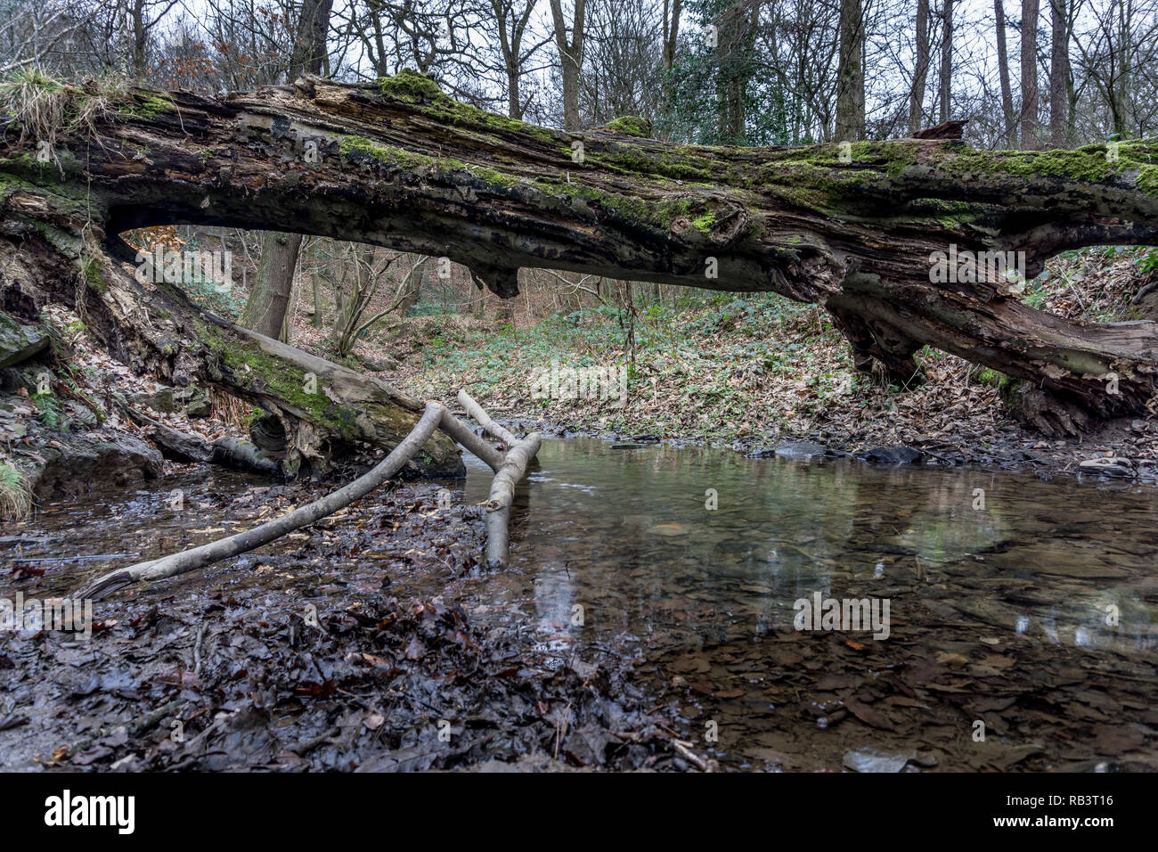 Lepton Woods, Lepton, Huddersfield, West Yorkshire, England, Großbritannien Stockfoto