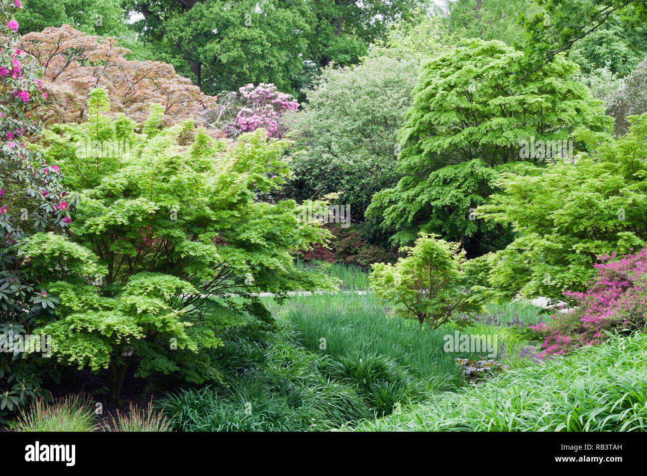 Spring Park mit blhenden Rhododendren, Azaleen, junge grne Bltter Bume,  Vielzahl von lange Grser, die in einer englischen lndlichen Landschaft  Stockfotografie - Alamy