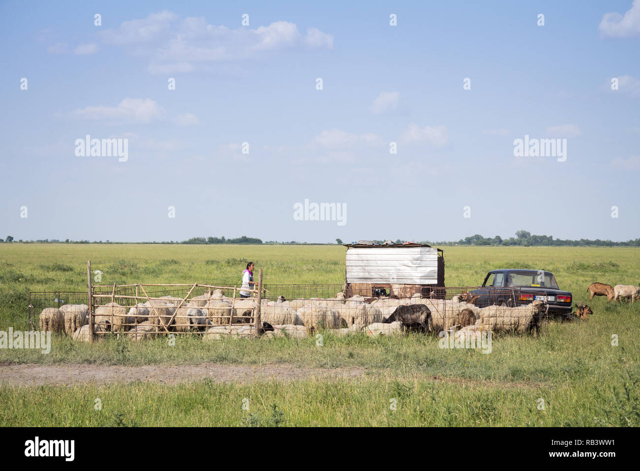 ALIBUNAR, Serbien - Juni 6, 2015: Schäferin steht in der Mitte der eine Herde von Ziegen auf der Weide Feld voll von grünem Gras, im Sommer, in der Vojvodina Stockfoto