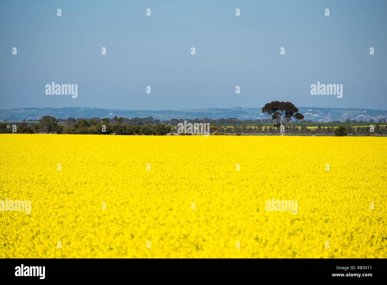 Senfkorn baum -Fotos und -Bildmaterial in hoher Auflösung – Alamy