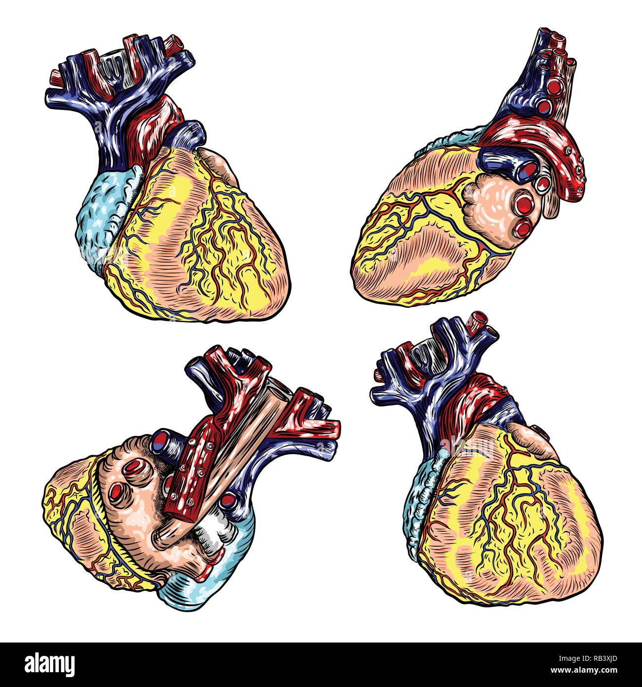 Einstellen des menschlichen Herzens anatomisch Hand gezeichnet. Cartoonish flash Tattoo design Gravur. Vektor. Stock Vektor
