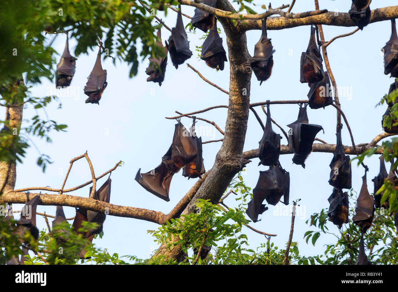 Eine Kolonie Flughunde Rastplätze an einem Baum in Palawan Dimakya Island Stockfoto