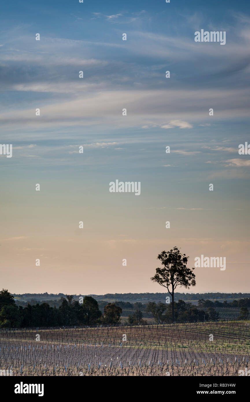 Sonnenuntergang über dem Hunter Valley Wine Region NSW Australien Stockfoto