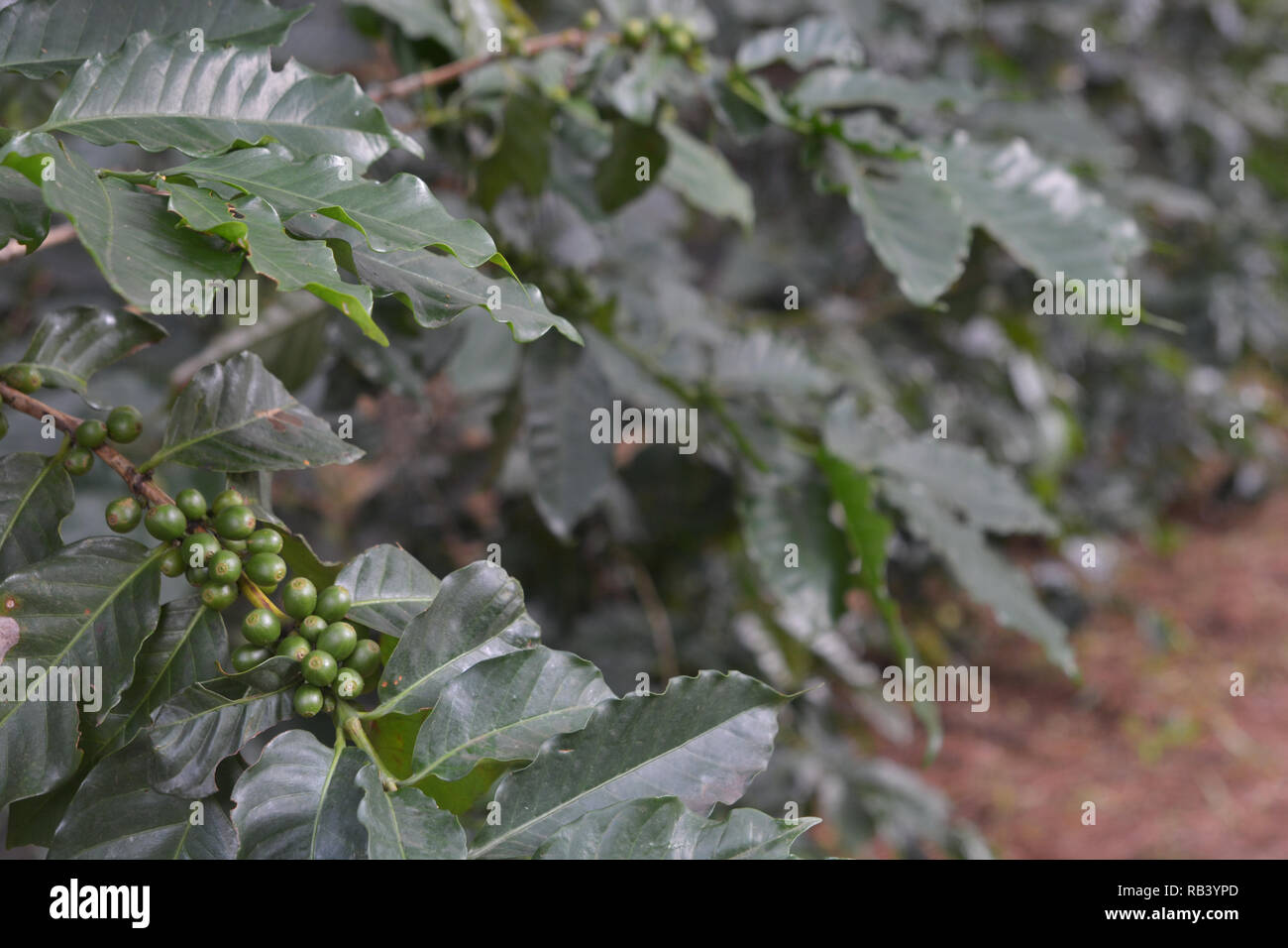 Grüner Kaffee Kirsche auf Baum Stockfoto