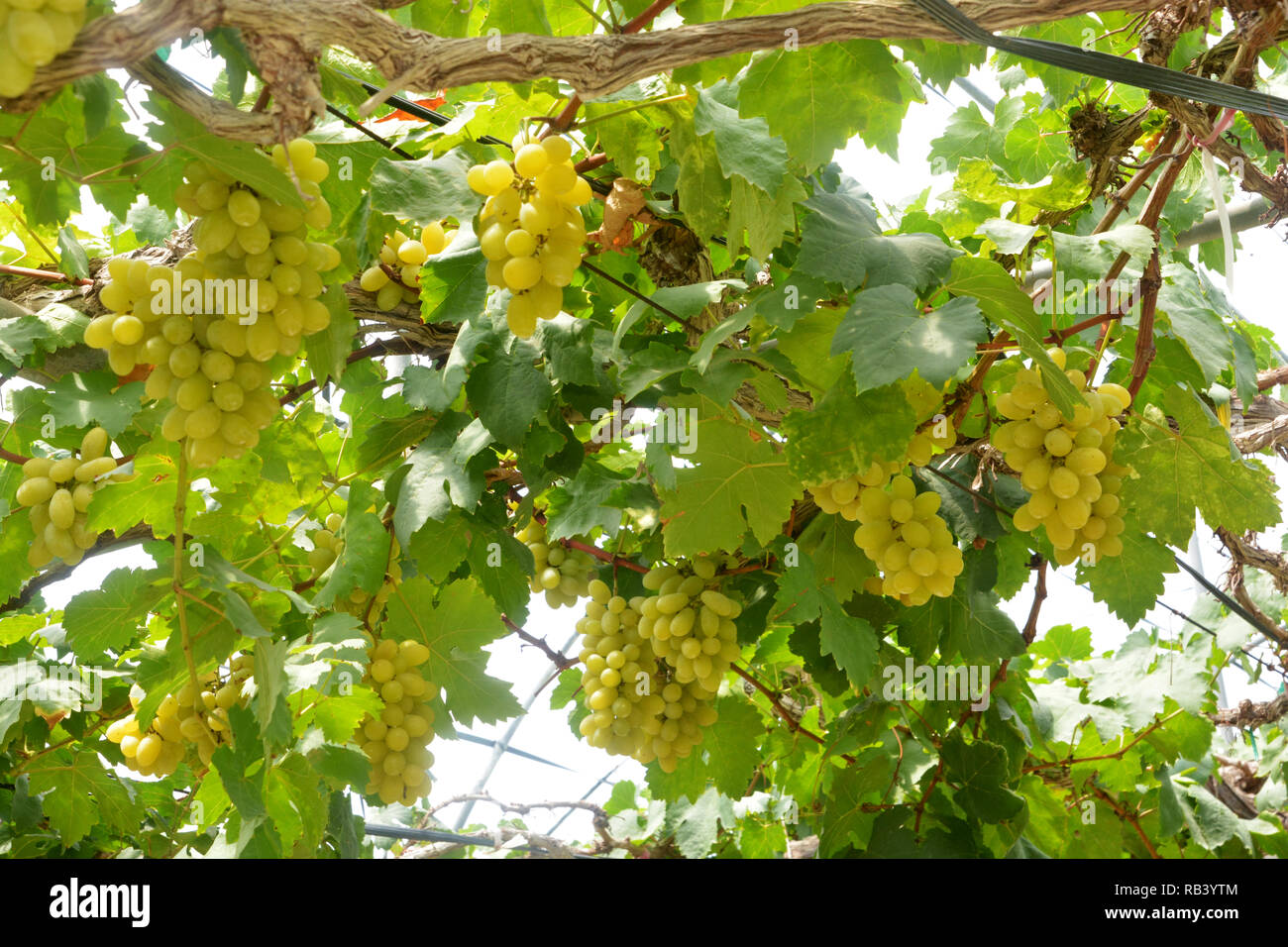 Traube Weinberg Mit Weintrauben Blatter Und Weinreben Im Garten