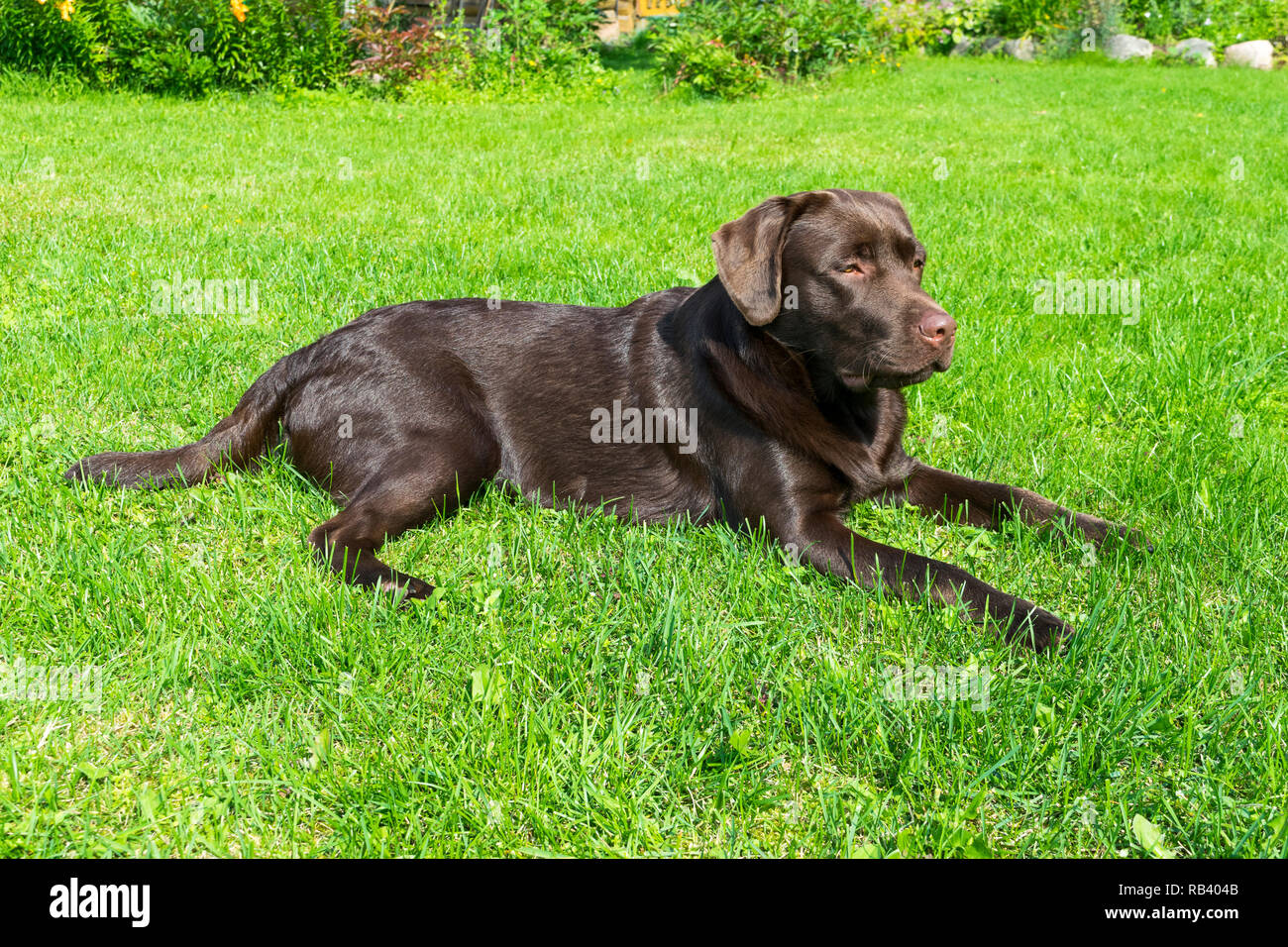 Braun Chocolate Labrador Retriever. Hund auf das grüne Gras. Hund Nase
