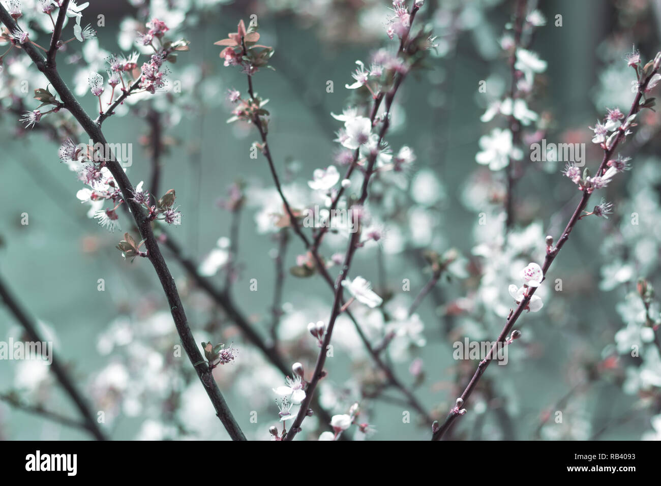 Blühender Baum brunch mit weißen Blüten auf grünem Hintergrund. Stockfoto