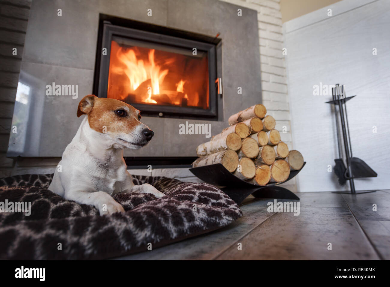Jack Russel Terrier schlafen auf einem weissen Teppich in der Nähe des brennenden Kamin. Ruhenden Hund. Hygge Konzept Stockfoto