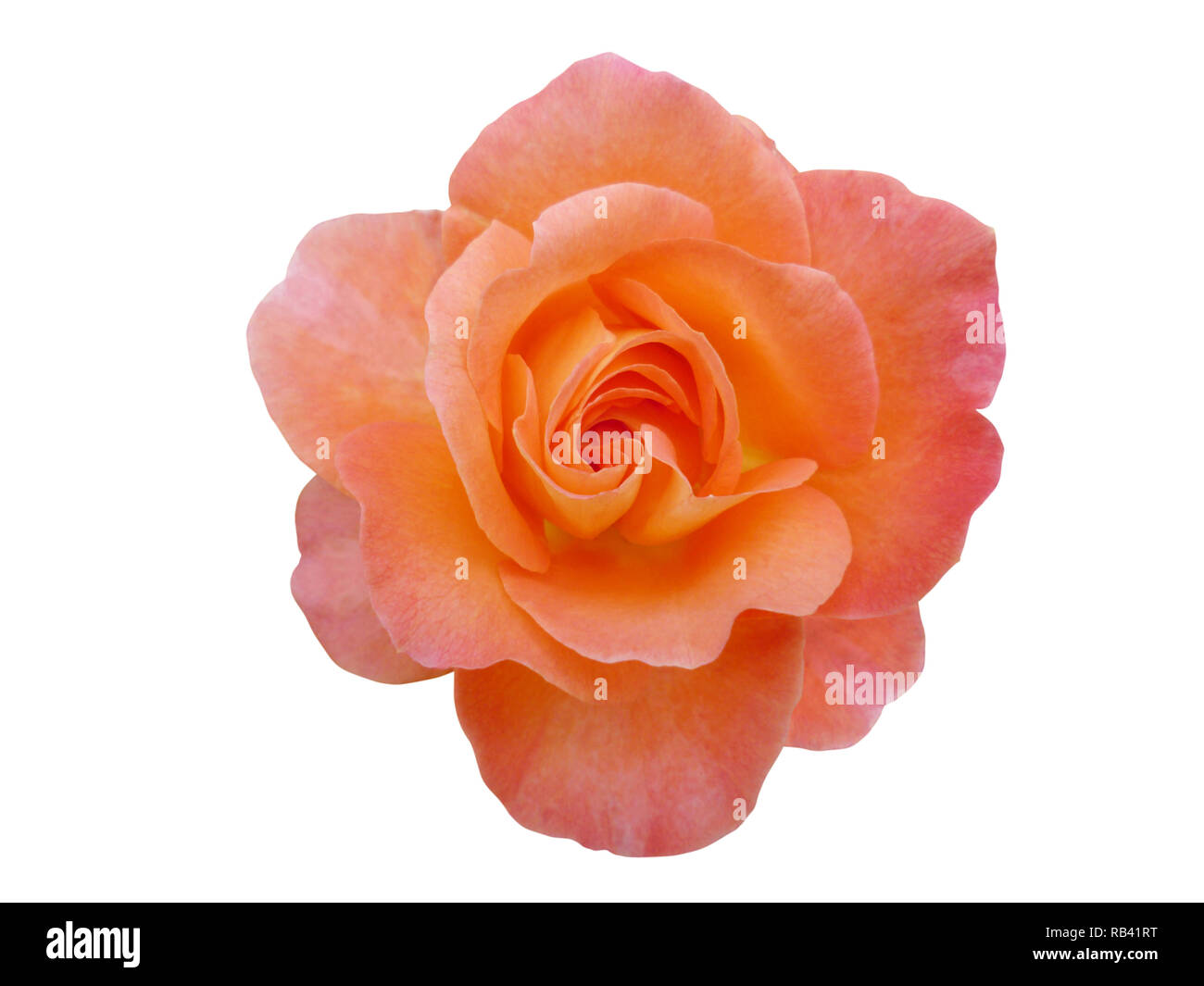 Coral Rose auf weißen isoliert. Farbe des Jahres 2019. Stockfoto