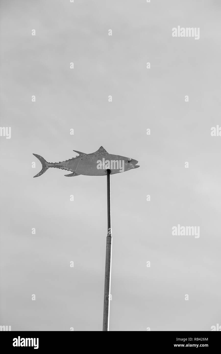 Die Schwarz-Weiß-Fotografie von Thunfisch geformte Wetter Flügel auf dem Stick Stockfoto