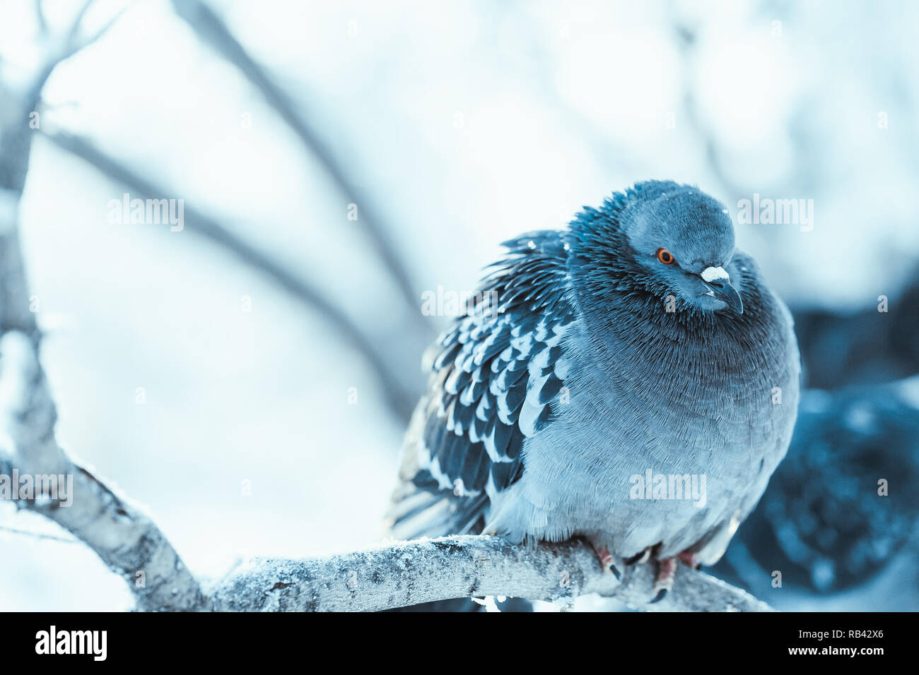 Tauben sitzen auf einem Zweig im Winter Tag gebuckelt. Stockfoto