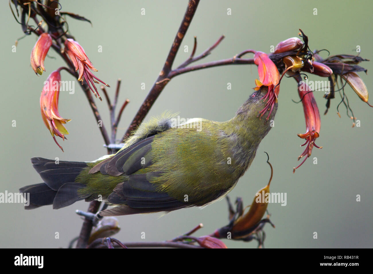 Ein Neuseeland bellbird (Anthornis melanura) ernähren sich von Nektar. Stockfoto