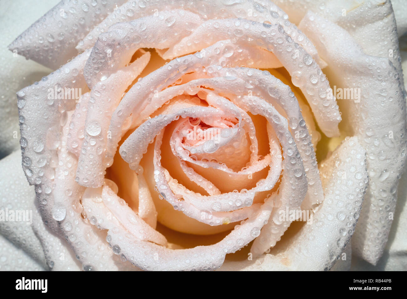 Weiße Rose auf Regen nass Stockfoto