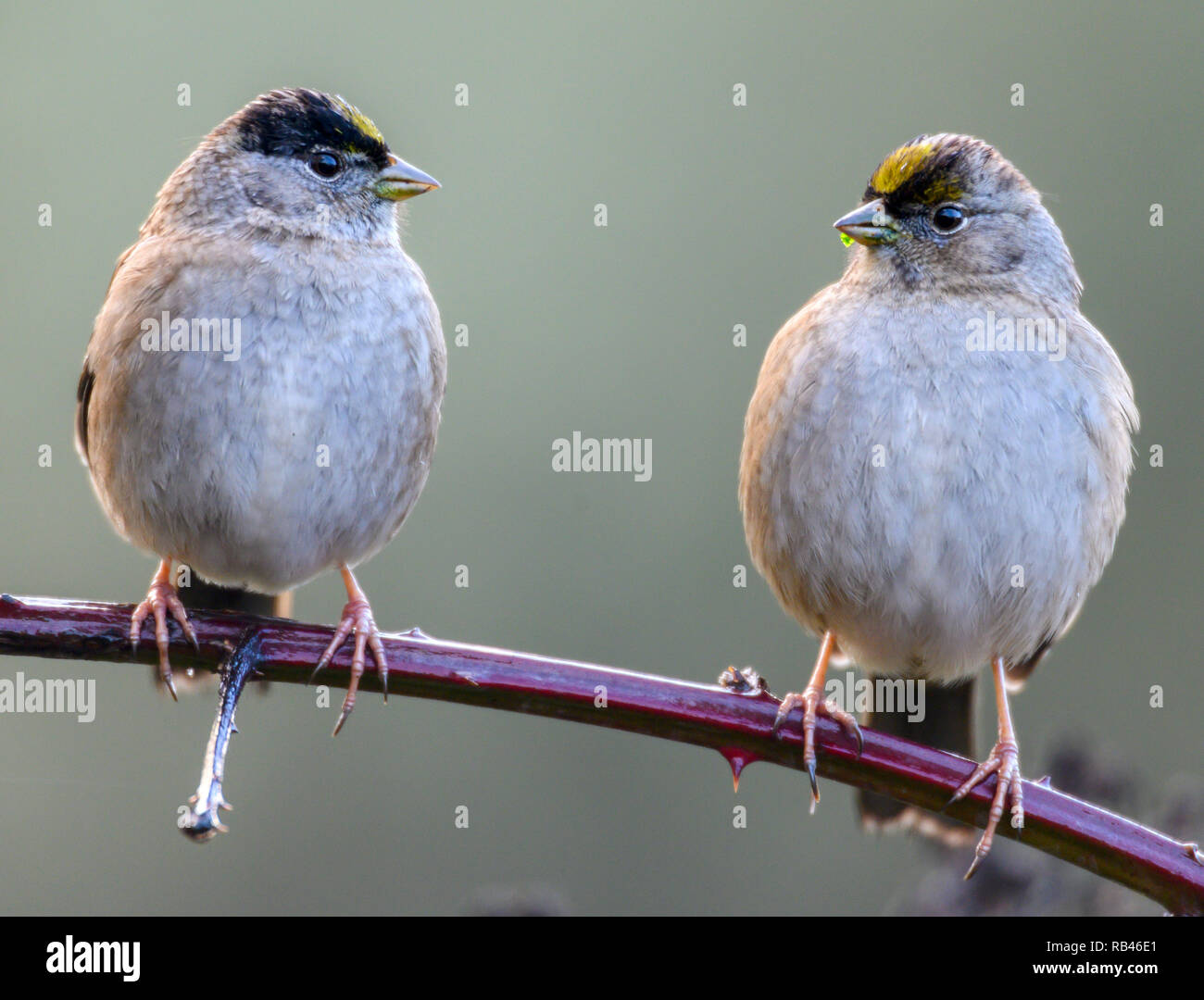 Elkton, Oregon, USA. 6. Januar, 2019. Ein paar Spatzen Barsch in einer blackberry Dickicht entlang einer Straße nahe an einem regnerischen kalten Tag in der Nähe von Aschau im ländlichen Western Oregon. Credit: Robin Loznak/ZUMA Draht/Alamy leben Nachrichten Stockfoto