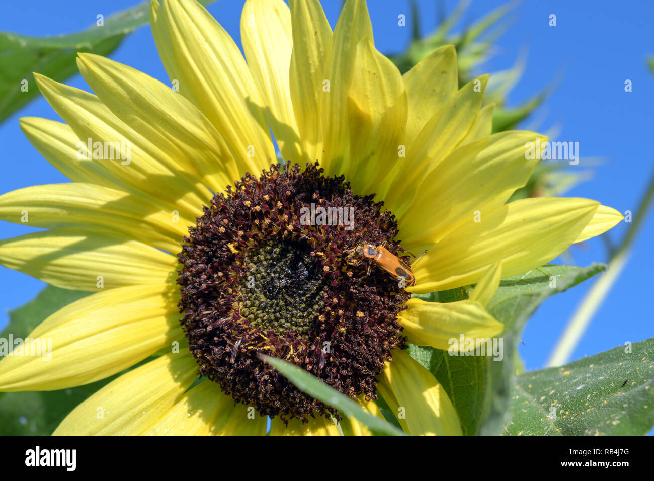 Blumen und Insekten gehen Hand in Hand. Eine schöne Fette gelbe Sonnenblumen ist Gastgeber für eine Lightning bug. Bokeh Hintergrund. Stockfoto