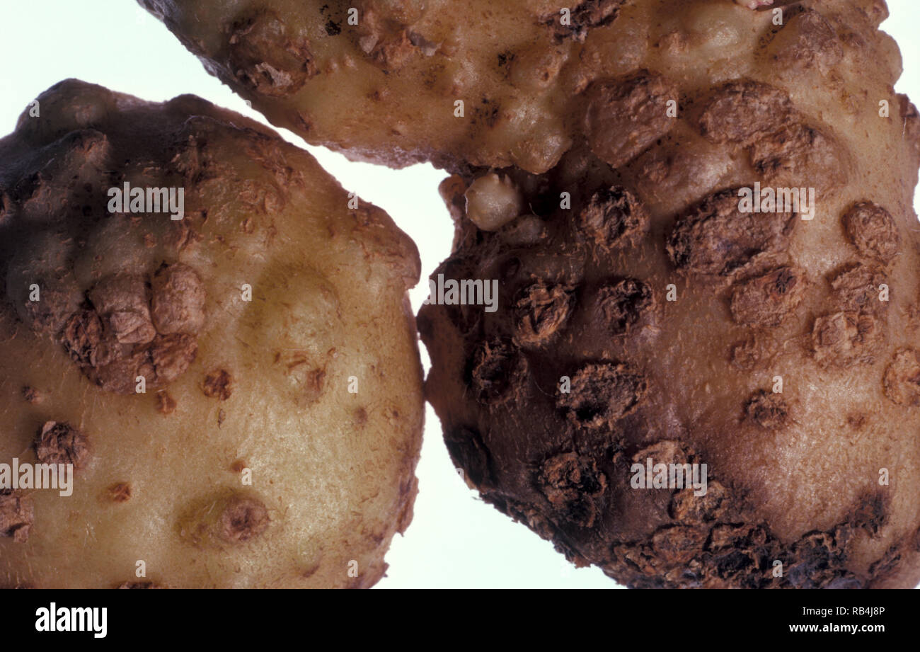 ROOT KNOT NEMATODE - Symptome auf Kartoffeln, Australien. Root-knot nematode Larven Pflanzenwurzeln befallen, wodurch die Entwicklung von Root-knot Galle Stockfoto