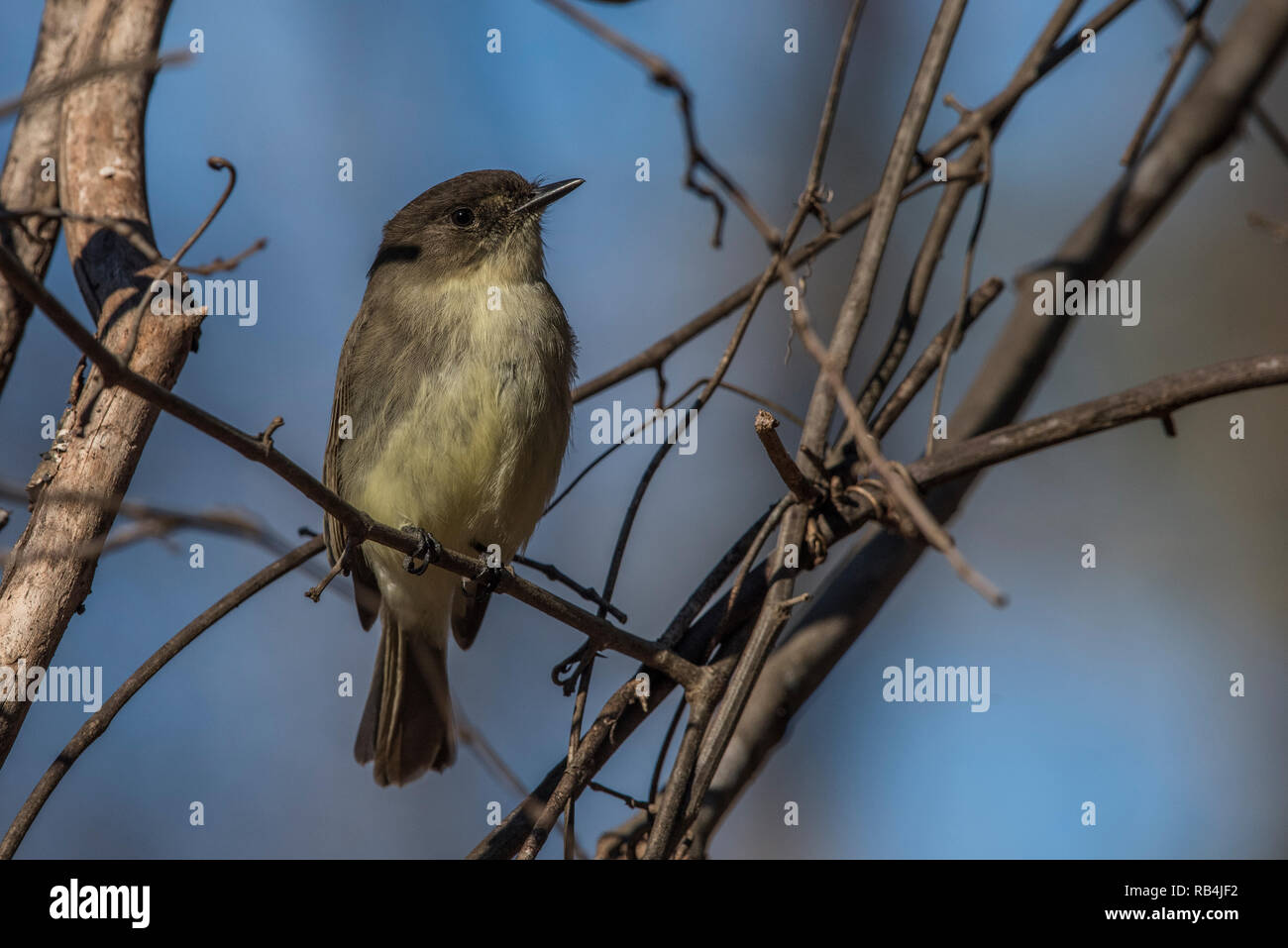 Eine östliche Phoebe in der Umgebung von Atlanta in der Nähe von Marietta in Georgia an einem kalten Wintertag thront. Stockfoto