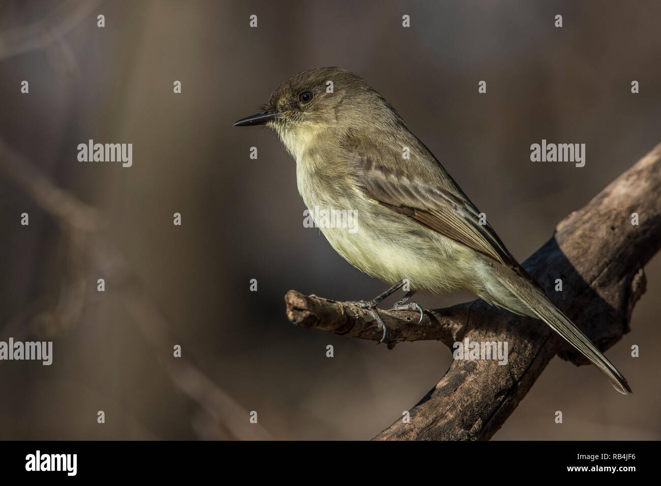 Eine östliche Phoebe in der Umgebung von Atlanta in der Nähe von Marietta in Georgia an einem kalten Wintertag thront. Stockfoto