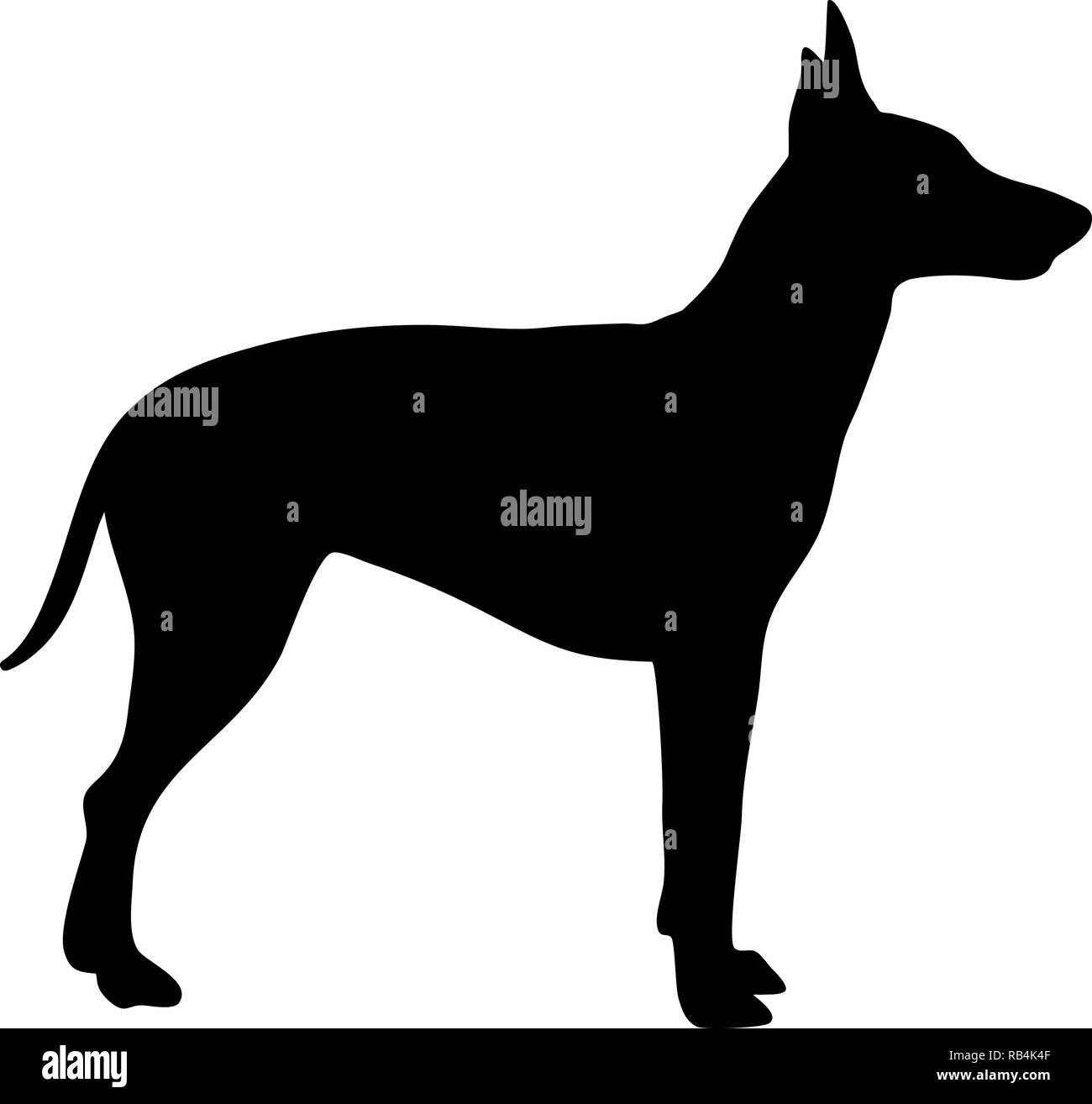 Manchester Terrier Hund Silhouette real in Schwarz Stock Vektor