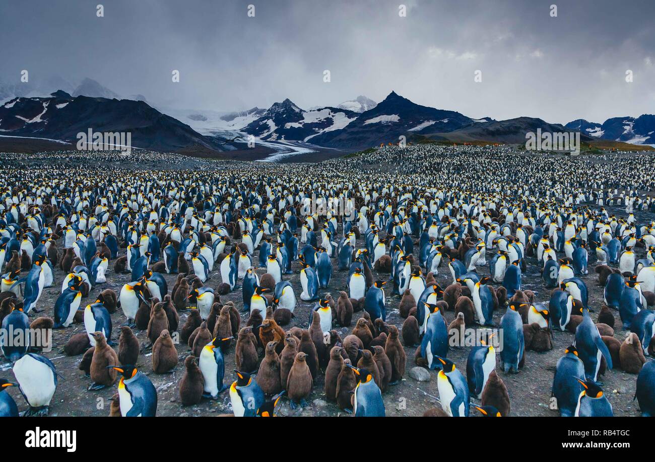 Unglaubliche Bilder haben eine "EA" der Pinguine erfasst mit Hunderten von die Vögel so weit das Auge sehen kann. Die atemberaubende Aufnahmen zeigen die Pinguine gatheri Stockfoto