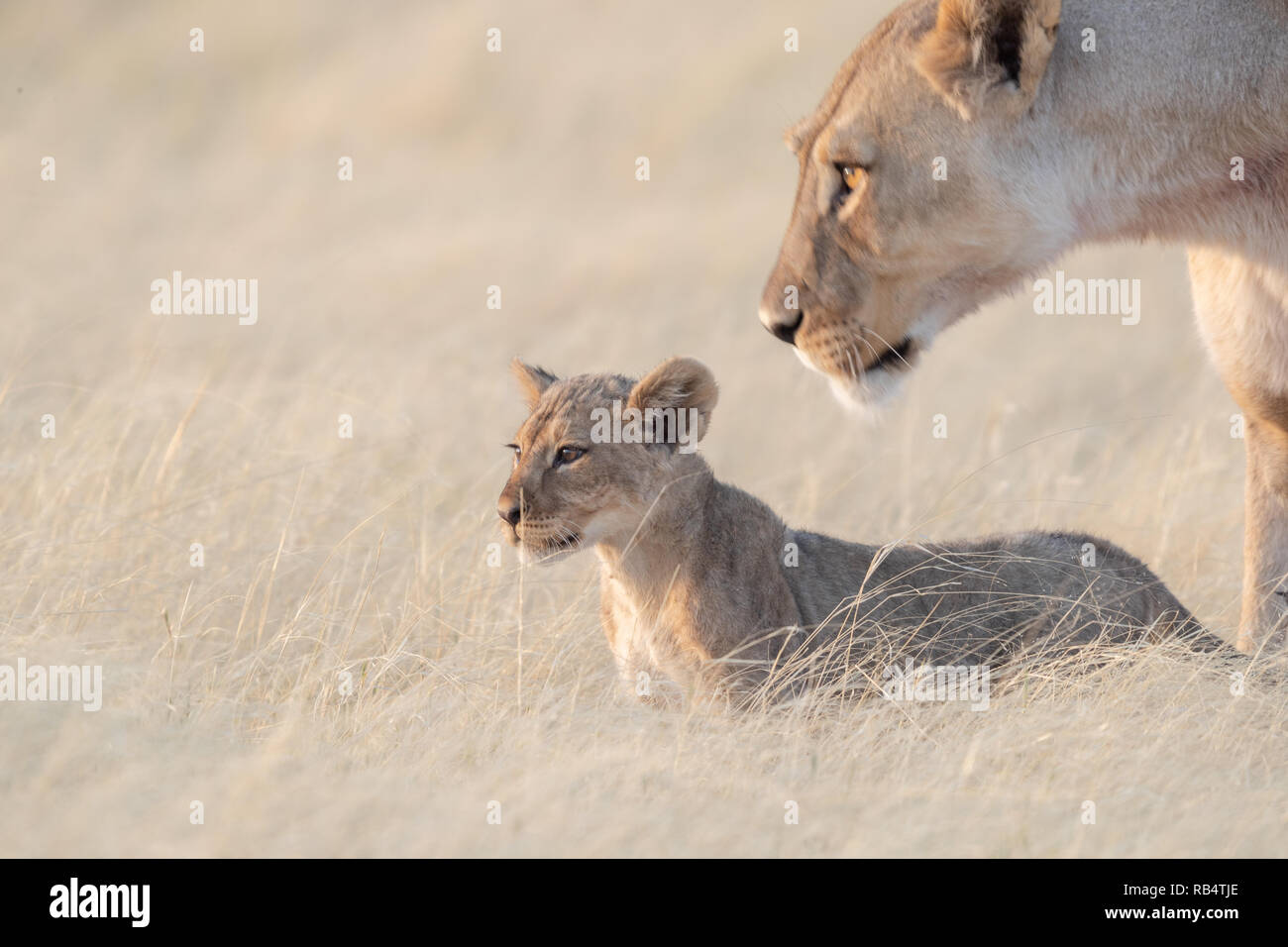 Die Löwen waren in der Nähe eines Wasserloches beschmutzt. NAMIBIA, Afrika: Diese MISCHIVIOUS lion Cub kann nicht warten, König zu werden, wie er ringt mit seinem müden Mama und Papa ein Stockfoto