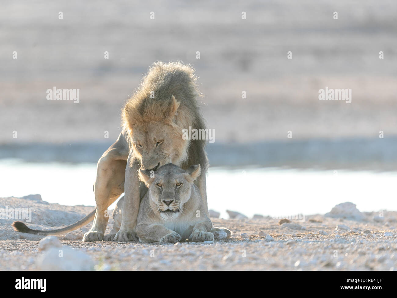 Der männliche Löwe steht über eine der weiblichen Löwen. NAMIBIA, Afrika: Diese MISCHIVIOUS lion Cub kann nicht warten, König zu werden, wie er ringt mit seinem müden Mama Stockfoto