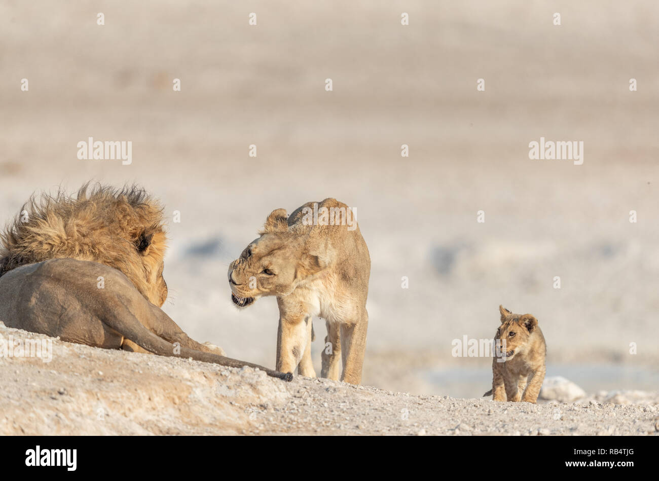 Das Wasserloch in der Nähe bietet Mahlzeiten für den Stolz des Löwen. NAMIBIA, Afrika: Diese MISCHIVIOUS lion Cub kann nicht warten, König zu werden, wie er ringt mit seinem t Stockfoto