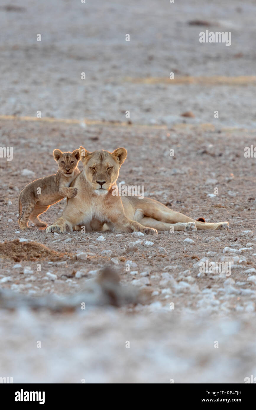 Eine der Löwinnen schützt die jungen Cub. NAMIBIA, Afrika: Diese MISCHIVIOUS lion Cub kann nicht warten, König zu werden, wie er ringt mit seinem müden Mama und da Stockfoto
