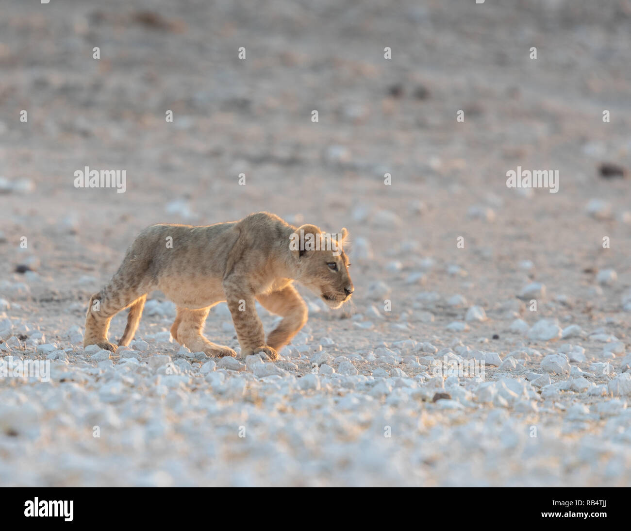 Die jungen Cub schaut mischevious Roaming der Wüste. NAMIBIA, Afrika: Diese MISCHIVIOUS lion Cub kann nicht warten, König zu werden, wie er ringt mit seinem müden Mama Stockfoto