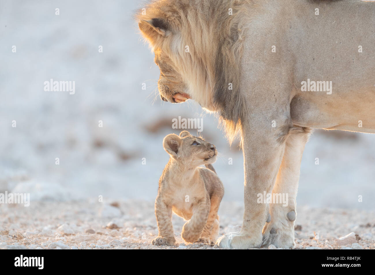 Die Cub zu sein scheint, was Unfug um die erwachsenen Löwen. NAMIBIA, Afrika: Diese MISCHIVIOUS lion Cub kann nicht warten, König zu werden, wie er ringt mit seinem Stockfoto