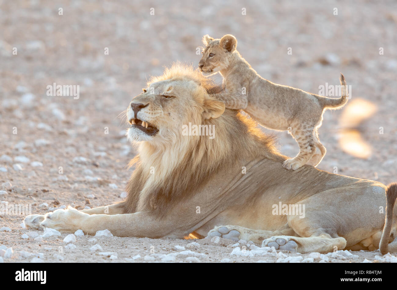 Die Cub klettert auf die mähne der männliche Löwe. NAMIBIA, Afrika: Diese MISCHIVIOUS lion Cub kann nicht warten, König zu werden, wie er ringt mit seinem müden Mama und Stockfoto