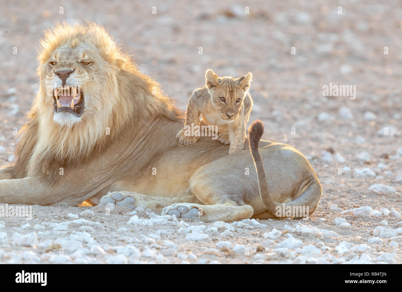 Die Cub sieht die Jagd Schwanz seines Vaters, schwebt vor, es zu sein. NAMIBIA, Afrika: Diese MISCHIVIOUS lion Cub kann nicht warten, König zu sein, so wie er vom Rechten weichest. Stockfoto