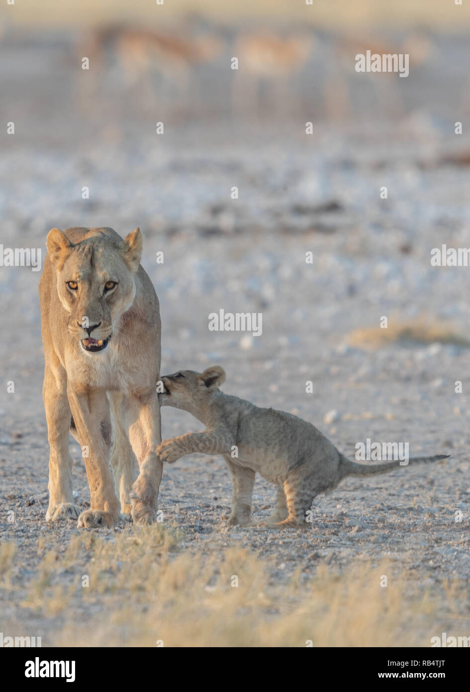 Die Cub versucht zu gewinnen Es ist die Mutter von Aufmerksamkeit durch Zerren an ihr Fell. NAMIBIA, Afrika: Diese MISCHIVIOUS lion Cub kann nicht warten, König zu sein, als er wrestl Stockfoto