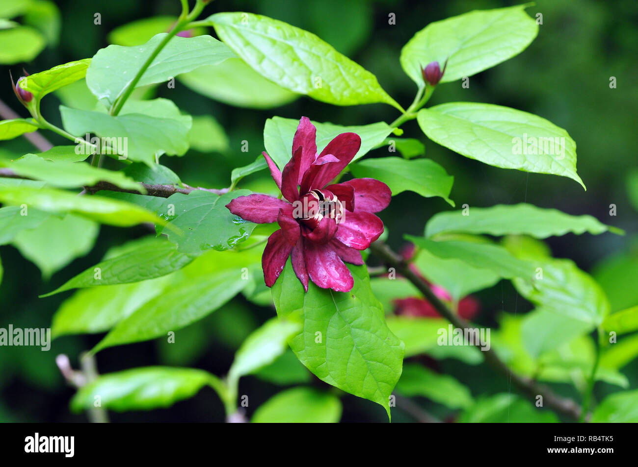 Sweetshrub oder spicebush, Gewürzstrauchgewächse, illatos fűszercserje, Calycanthus floridus Stockfoto