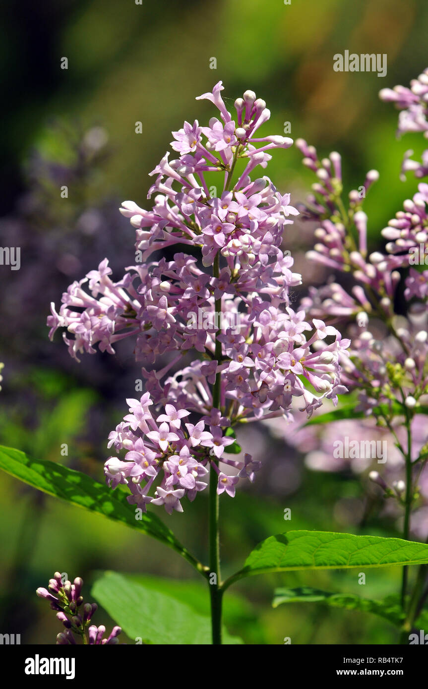 Wolfs Flieder, Syringa wolfii mandzsu Toscana, Stockfoto