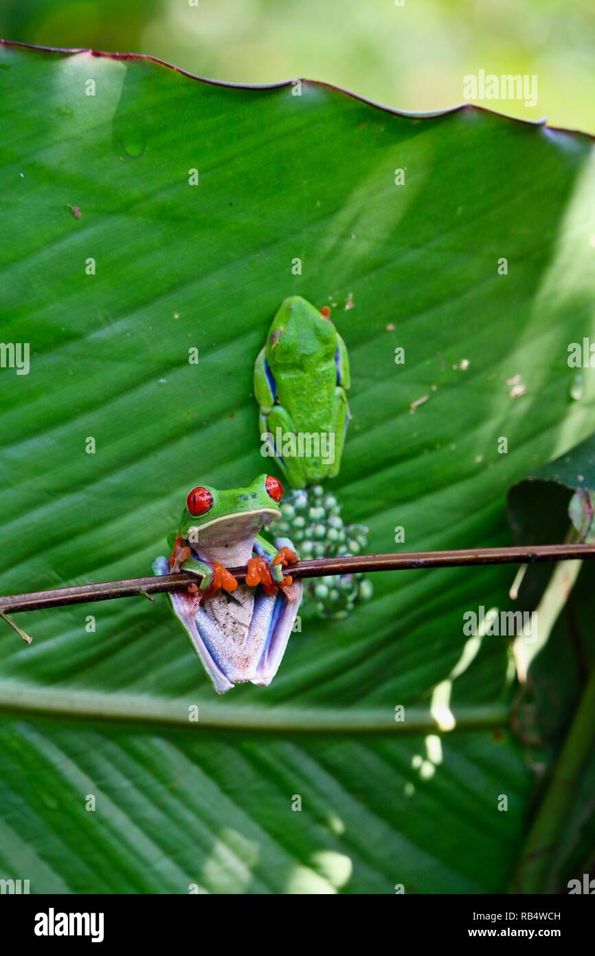 Red Eyed Tree Frogs mit Eiern im Dschungel von Costa Rica Stockfoto