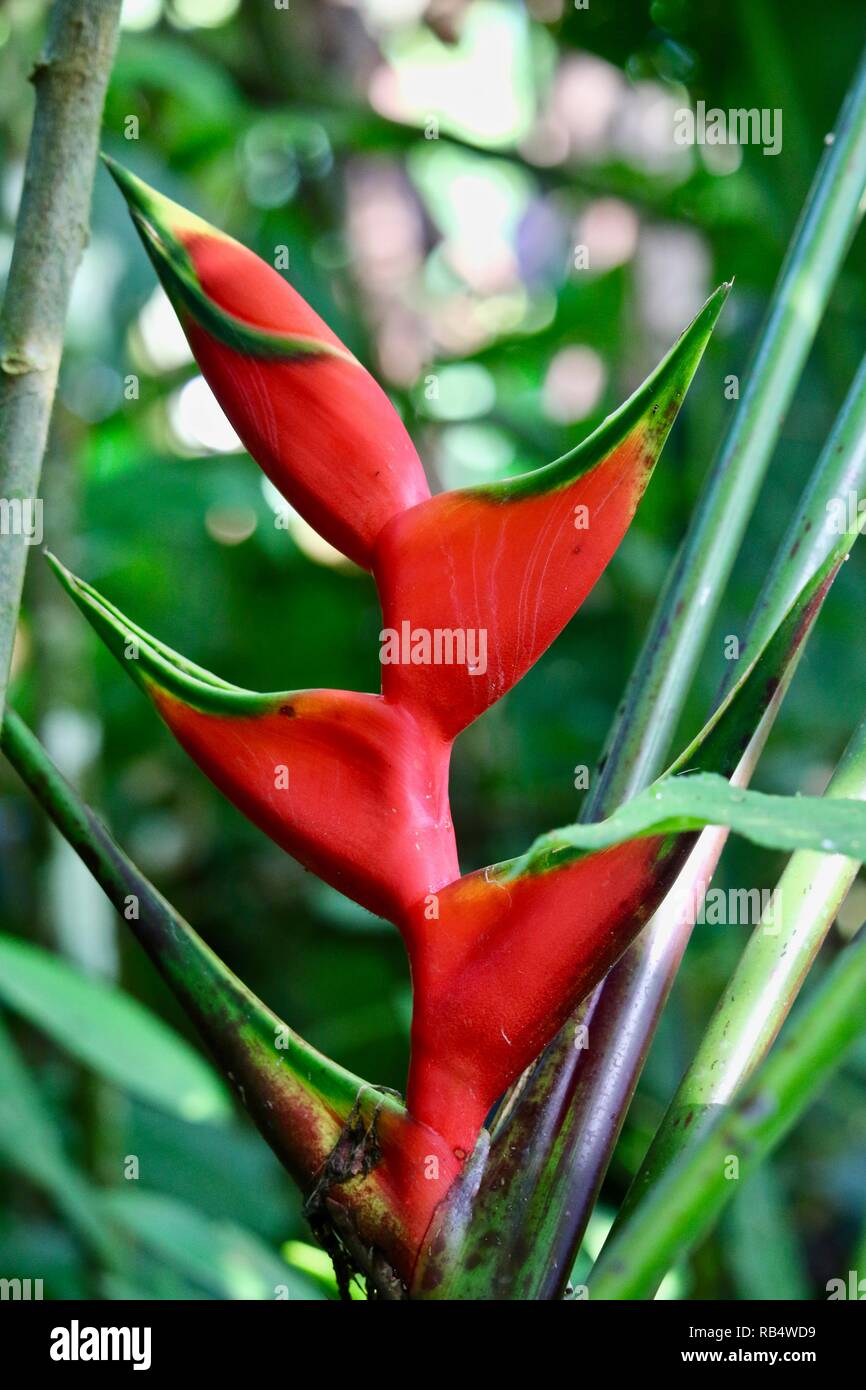 Eine schöne tiefe rote heliconia Blume im Dschungel von Costa Rica Stockfoto