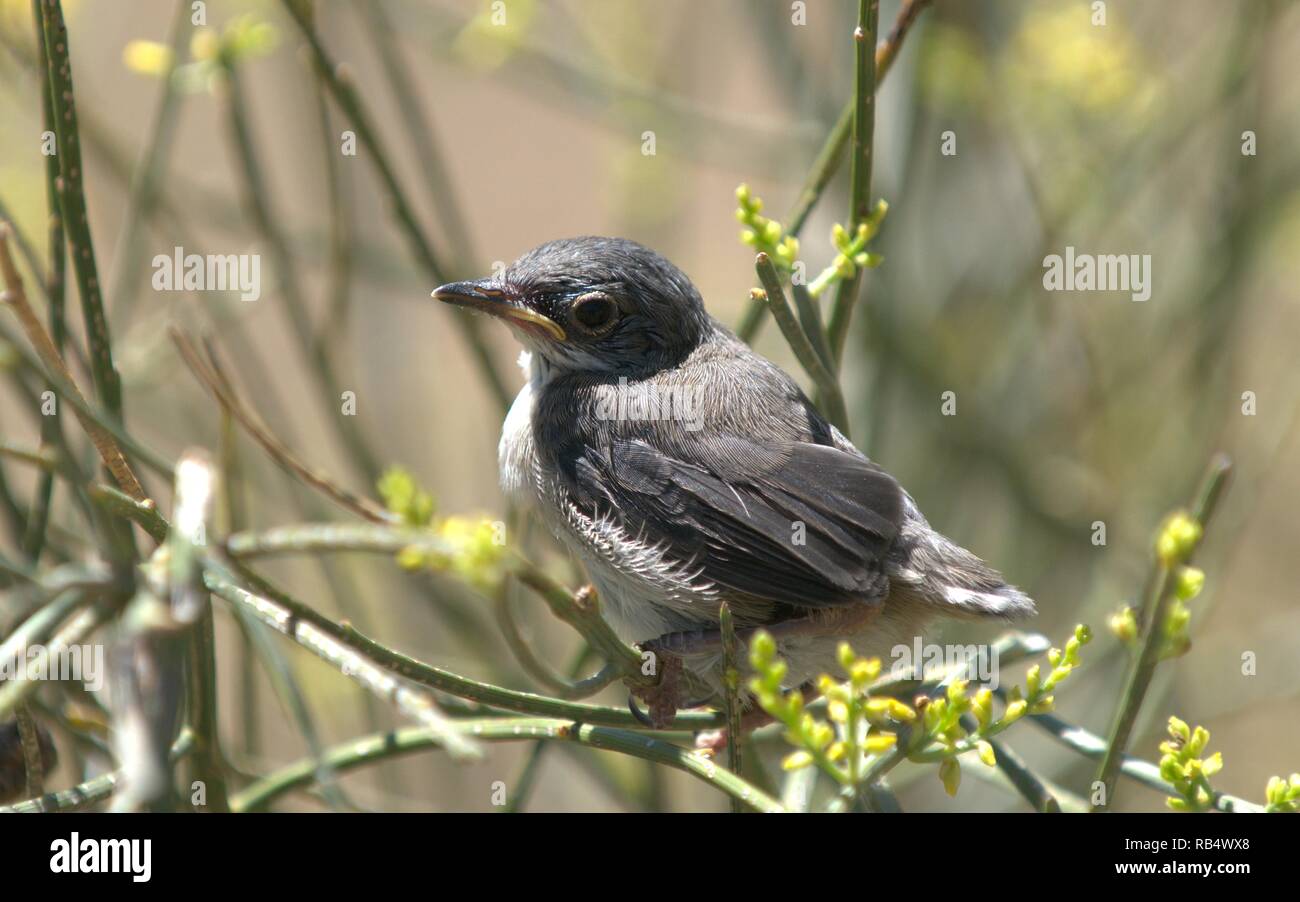 Sylvia Melanocephala. Sardische warbler. Küken. Mediterrane Arten. Die vogelbeobachtung. Malaga, Spanien. Insectivorous brids. Graue Gefieder. Rötliche Auge rin Stockfoto