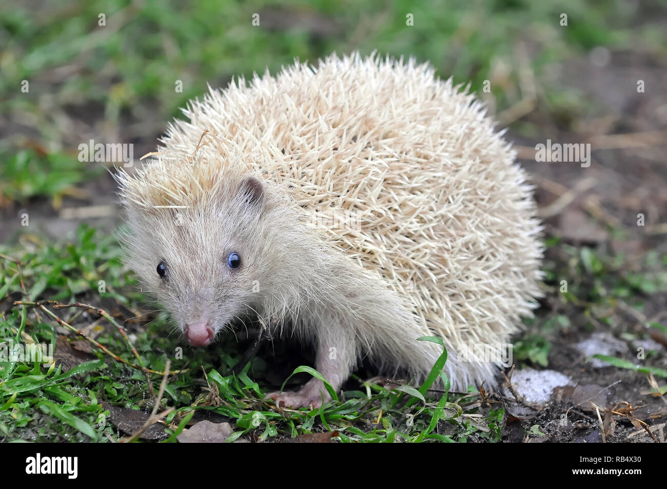 Northern white-breasted Igel-weisse Version, Nördlicher Weißbrustigel - weiße Version, Erinaceus roumanicus, keleti Sün - Fehér változat Stockfoto