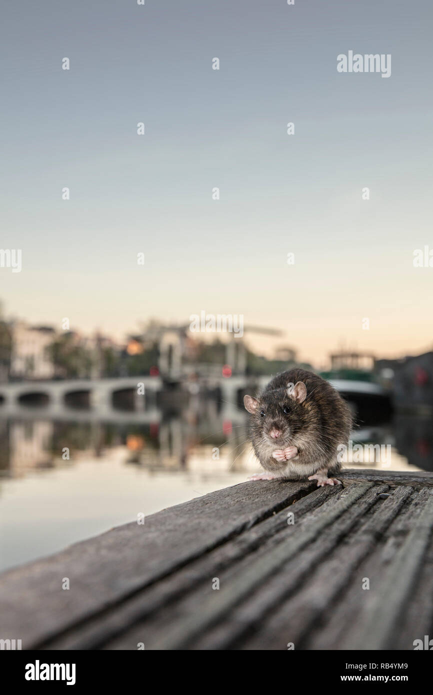 Die Niederlande, Amsterdam, braune Ratte (Rattus norvegicus) am Bootsanleger im Amstel River in der Nähe von Skinny Bridge. Stockfoto