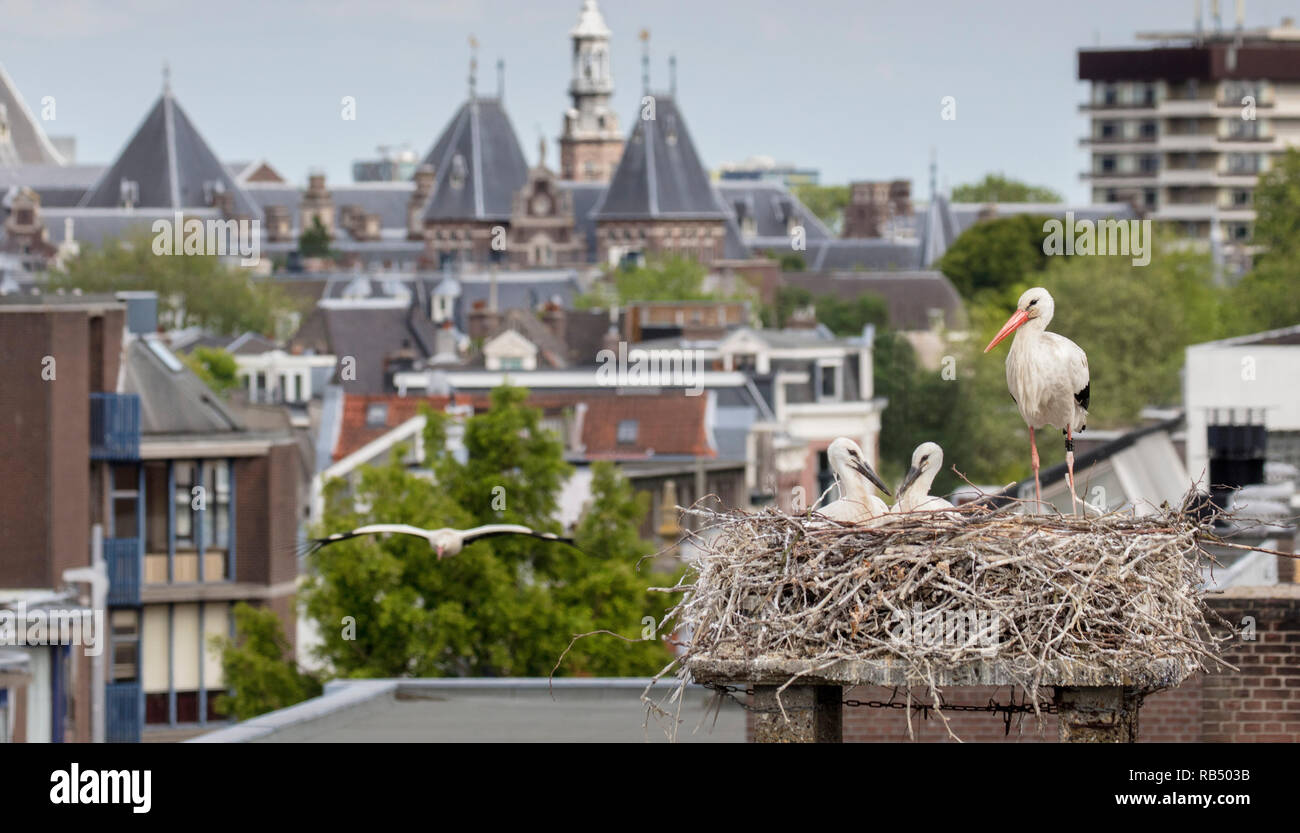 Die Niederlande, Amsterdam, Plantage Muidergracht. Störche am Nest. Stockfoto