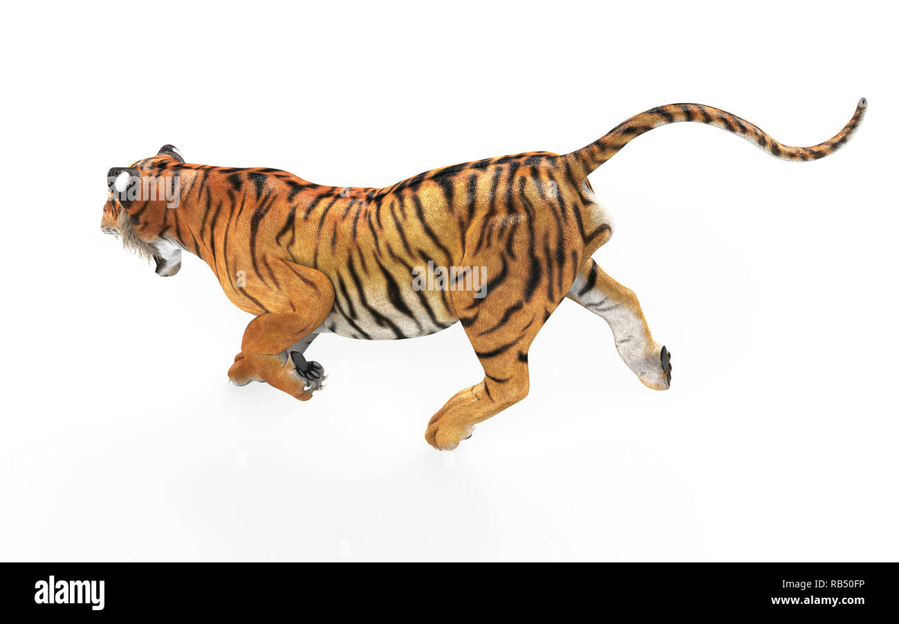 Gefährliche Bengal Tiger Brüllen und Springen isoliert auf weißem Hintergrund, mit Freistellungspfad, 3D-Darstellung. Stockfoto