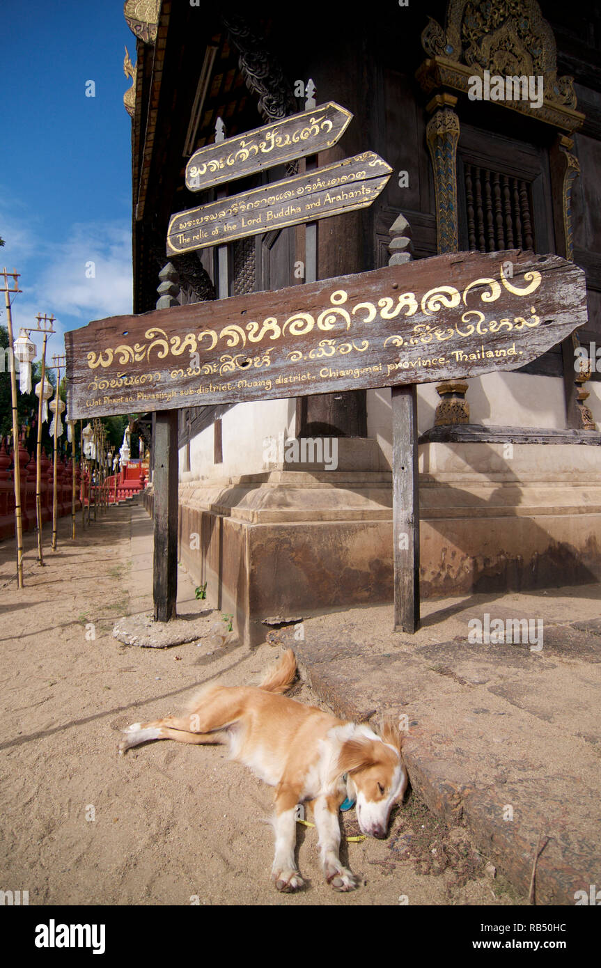 Sleeping dog unter der hölzernen Tafel von der Wat Phan Tao in Chiang Mai, Thailand Stockfoto