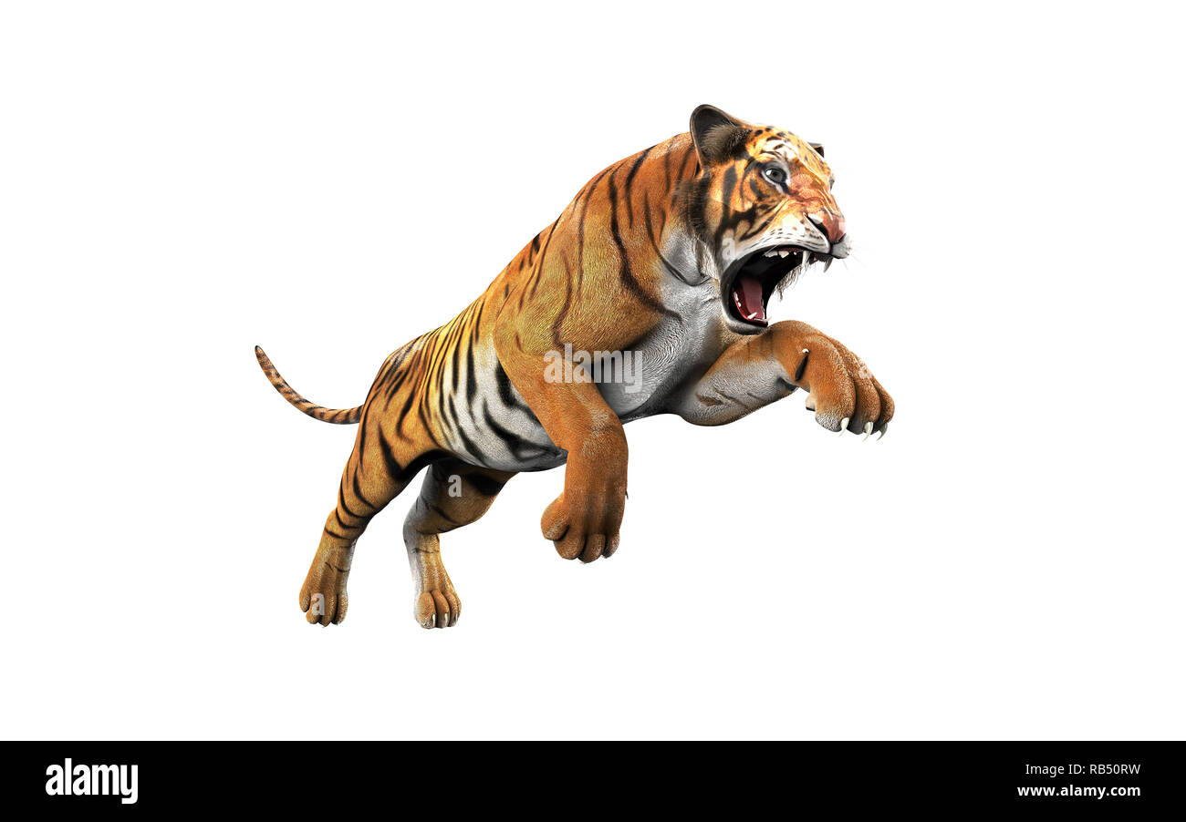 Gefährliche Bengal Tiger Brüllen und Springen isoliert auf weißem Hintergrund, mit Freistellungspfad, 3D-Darstellung. Stockfoto
