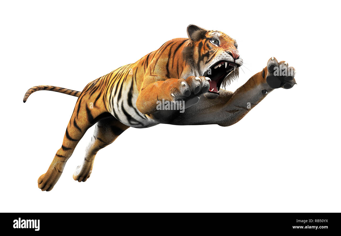 Gefährliche Bengal Tiger Brüllen und Springen isoliert auf weißem Hintergrund, mit Freistellungspfad, 3D-Darstellung. Stockfoto