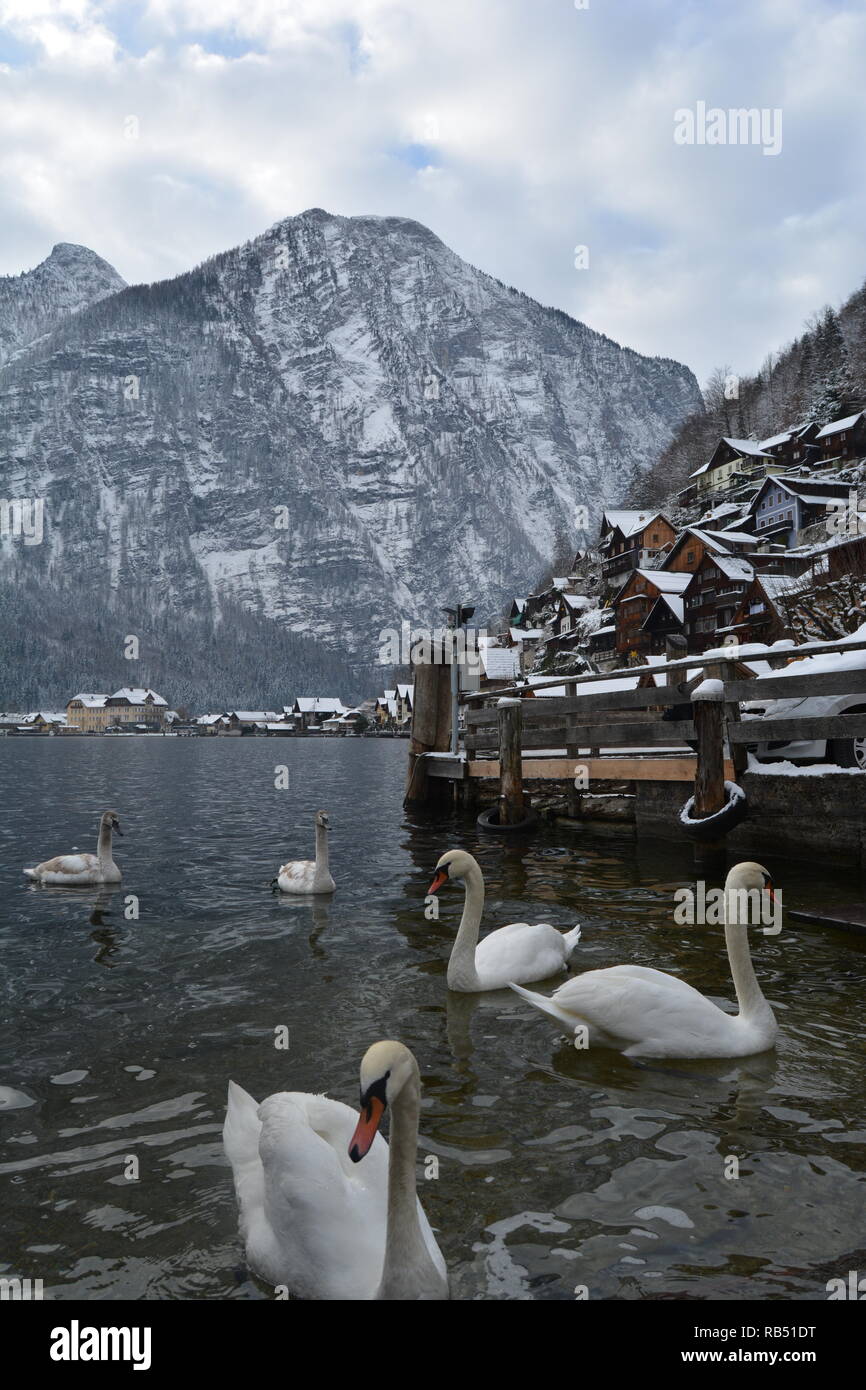 Snowy Hallstatt. Blick von der Swan Lake. Hallstatt und die schneebedeckten Berge im Hintergrund. Stockfoto