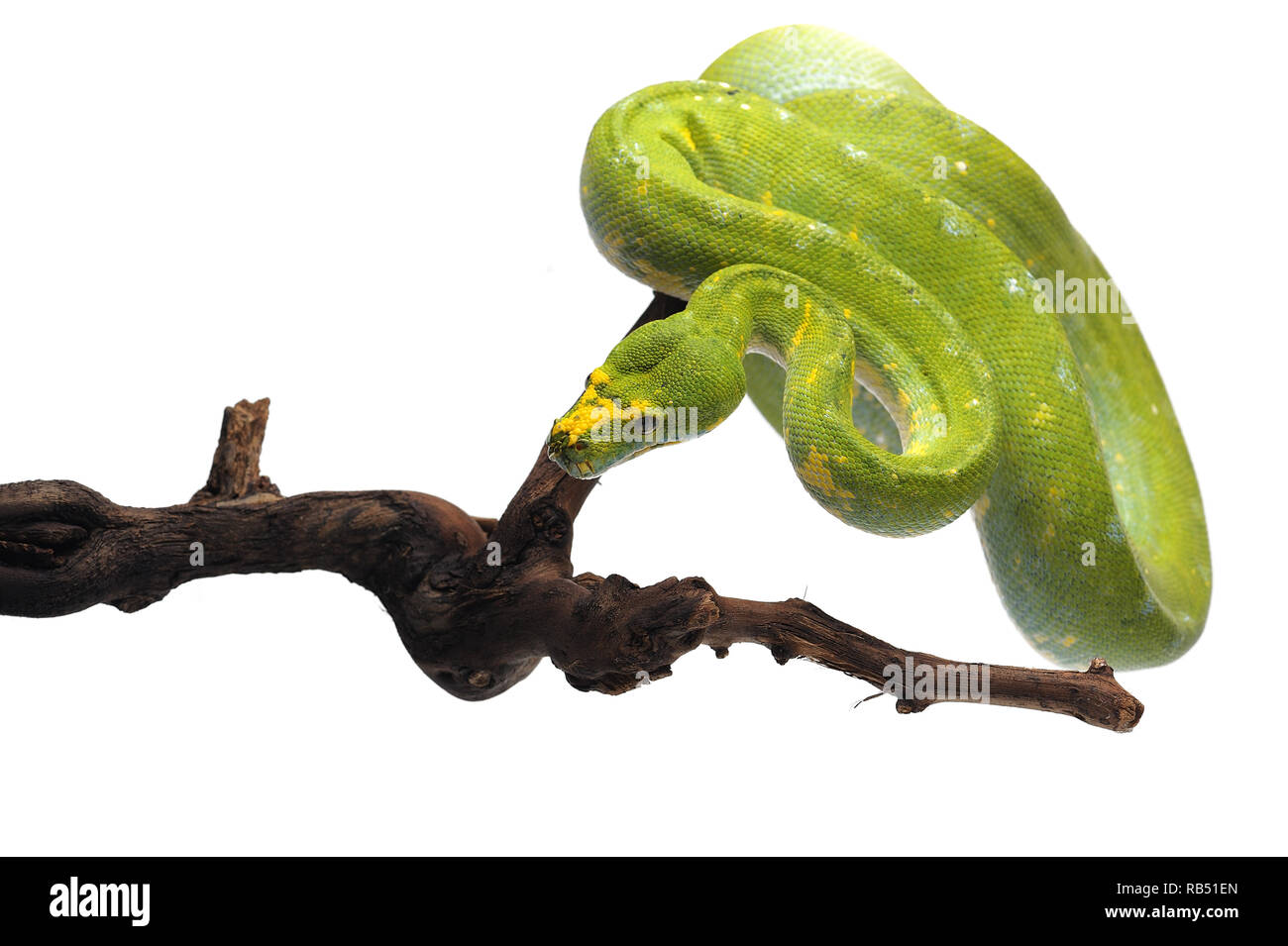 Green Tree Python auf weißem Hintergrund Stockfoto