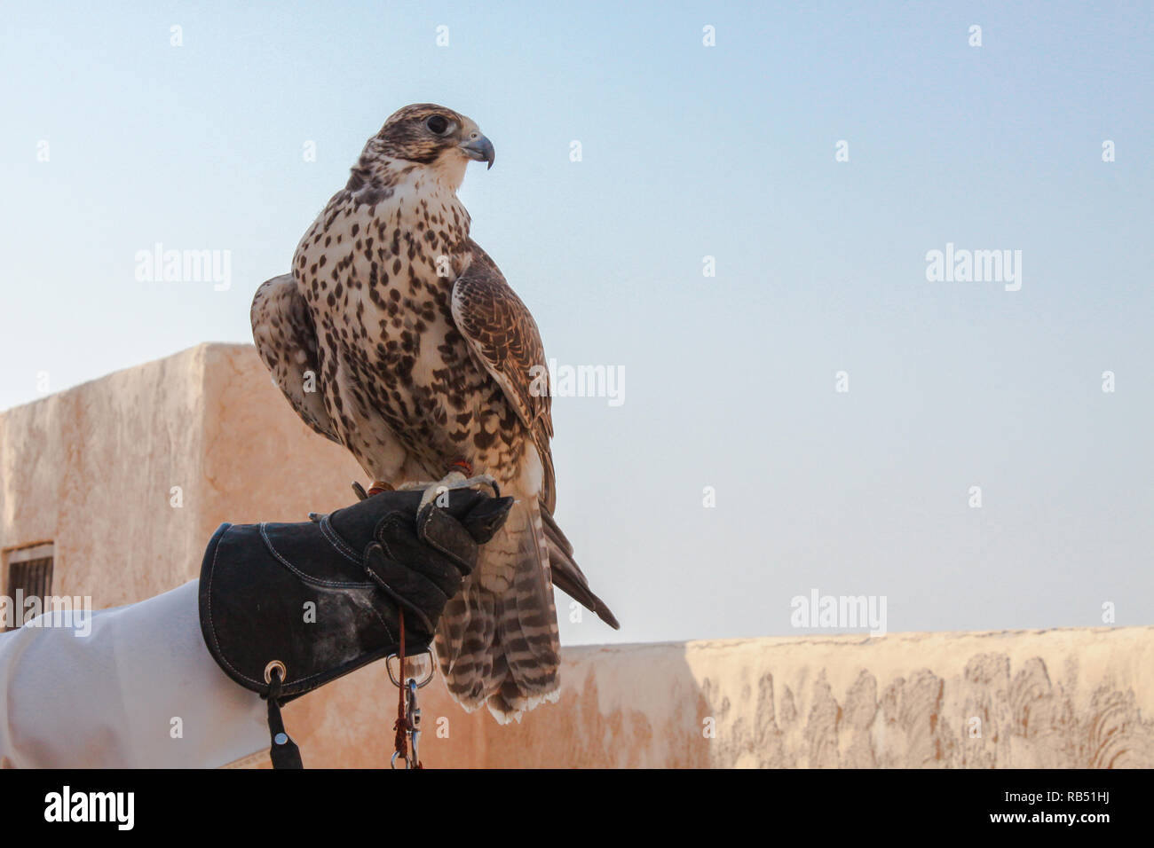 Der Mensch seine Falcon Holding, bevor Sie es die Jagd auf Vögel und Kaninchen auf der Wüste. Stockfoto