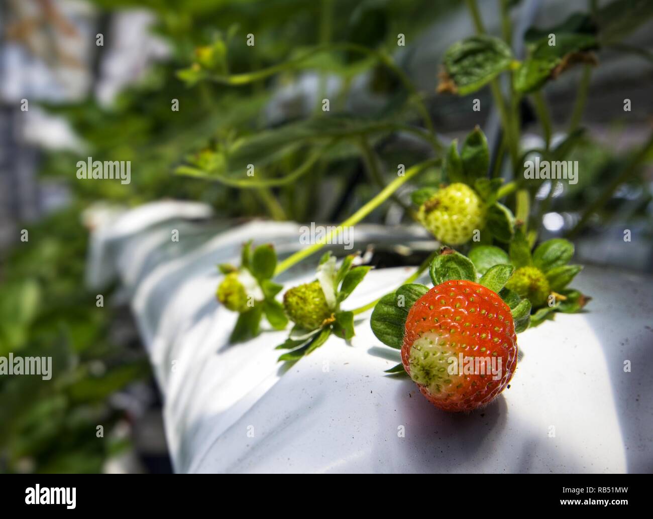 Erdbeeren Früchte wachsen im Gewächshaus im malaysischen Hochland. Ein idealer Ort für landwirtschaftliche Zwecke. Stockfoto