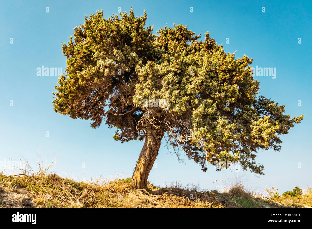 Querformat eines einsamen griechischen Baum stehend auf dem Rand einer Klippe in Griechenland. Stockfoto